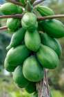 Papaya tree Art Print